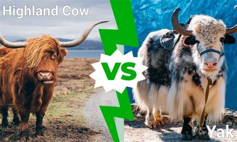 yak vs cow.
